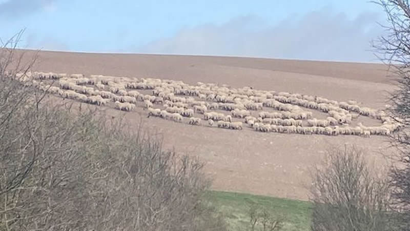 Mystery as hundreds of sheep seen silently circle formation