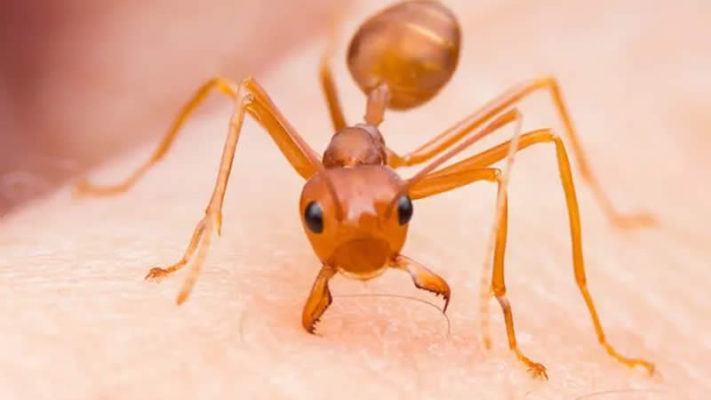 Red Alert Ant Urgent Alert as Aggressive Red Fire Ant Colonies Invade for the First Time