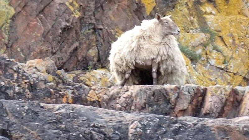 Britain Loneliest Sheep