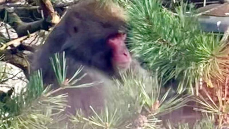 Monkey Rescued Scottish Highlands