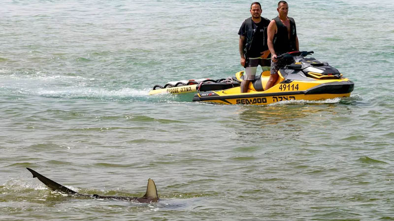 Shark Horror at Israeli Beach as Human Remains Found After Diver Viciously Attacked