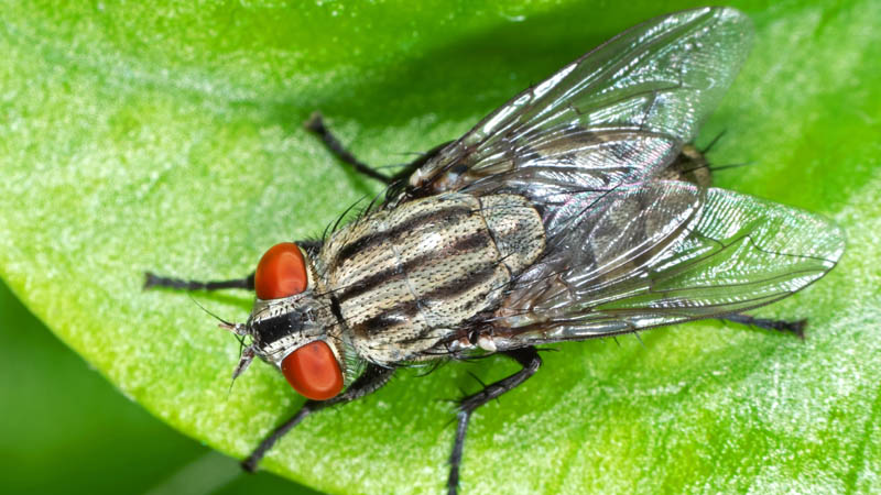 Simple Fly-Busting Trick Brits Are Using to Keep Homes Bug-Free During Heatwave