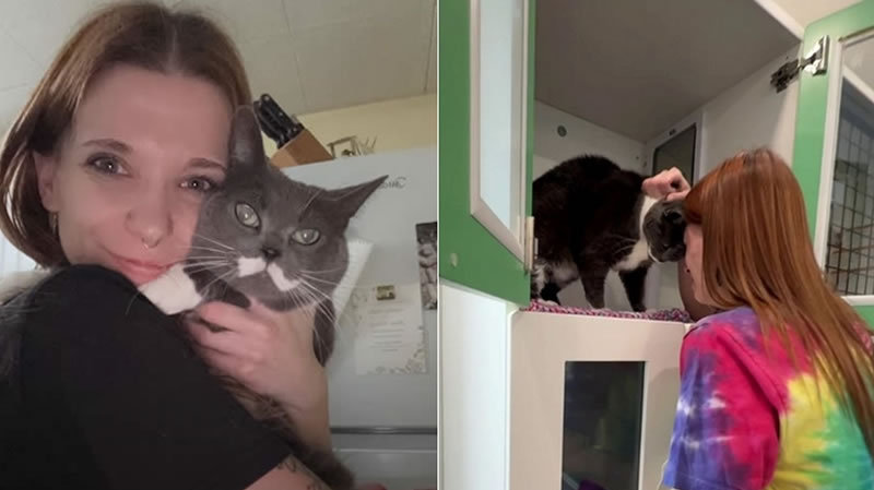 Cat Missing for 4 Years Reunited with Family
