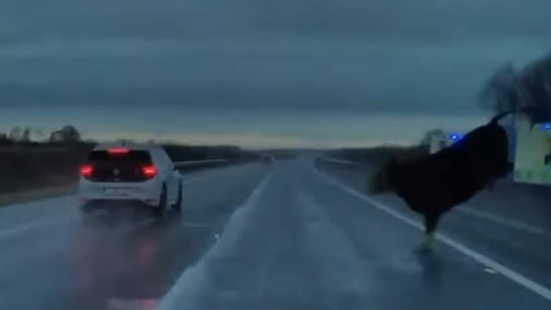 Driver Narrowly avoids Cow after it Jumps Barrier and enters oncoming traffic on busy motorway