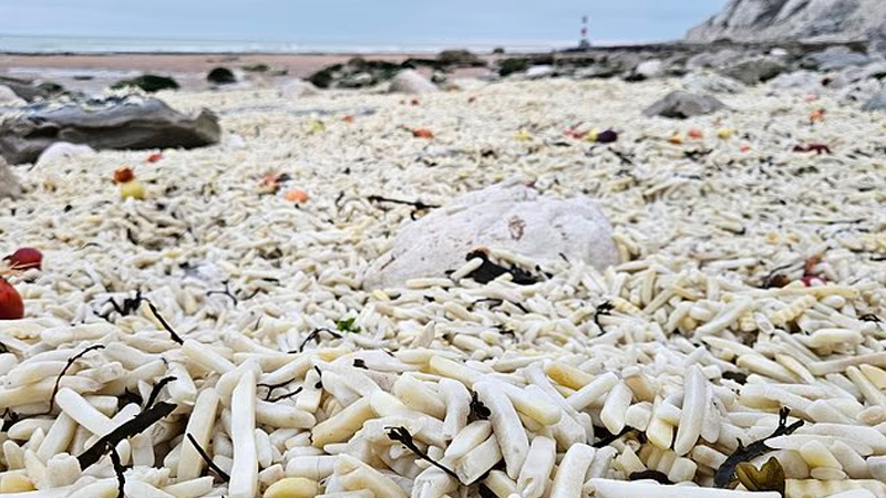 Millions of raw chips washashore on east Sussex beaches after Cargo containers spill during storm