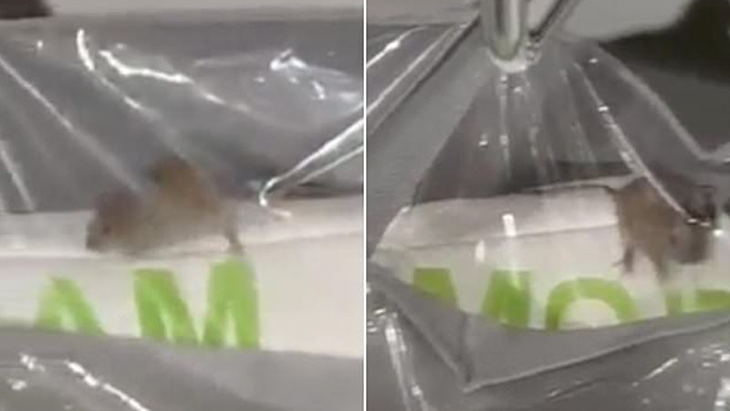 Primark customer stunned after mouse seen scurrying through store pillow section