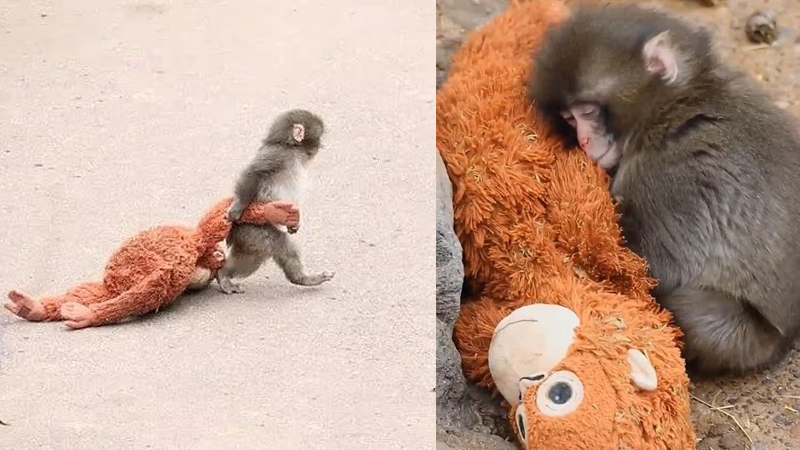 Baby Monkey Clings to Stuffed Toy After Being Rejected